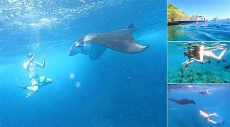 Nusa Penida Snorkeling The Best Manta Snorkeling 2024