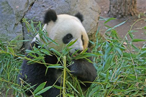 Giant Panda And Red Panda Photos And Images