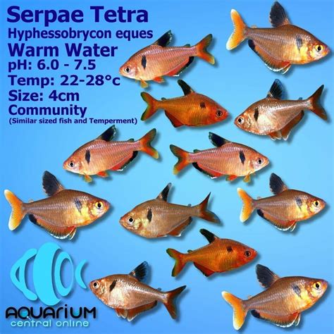 Serpae Tetra Hyphessobrycon Eques 35cm Aquarium Central