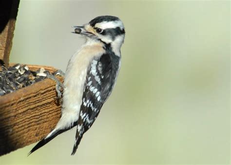 Downy Woodpecker Indiana Audubon