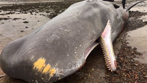 Sperm Whale Dies After Stranding Near Shoreline At Ardersier Bbc News