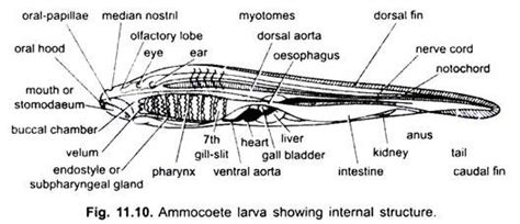 Lamprey Dissection Esophagus