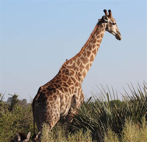 34 Southern Giraffe Profile Interesting Fun Cool Facts Mammal Age