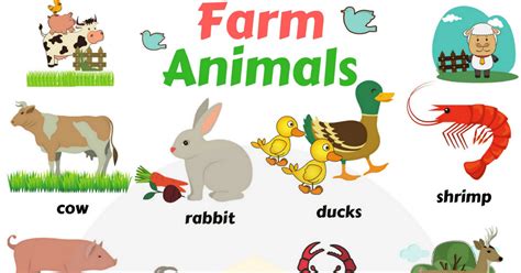 Farm Animals Vocabulary In English 7 English Verbs English Vocabulary