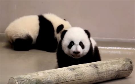 Video Shows Active Toronto Zoo Panda Cubs Toronto Sun