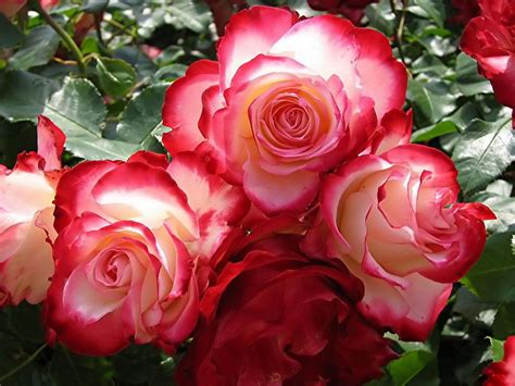 Pinteroses Fresh Roses