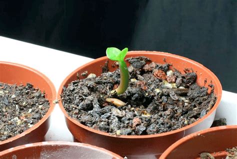 Indoor, potted dracaenas will grow nicely in a potting mix made for houseplants, according to clemson cooperative. Soil for Adenium