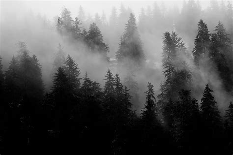 Trees Fog Forest Nature Black And White Hd Wallpaper Peakpx