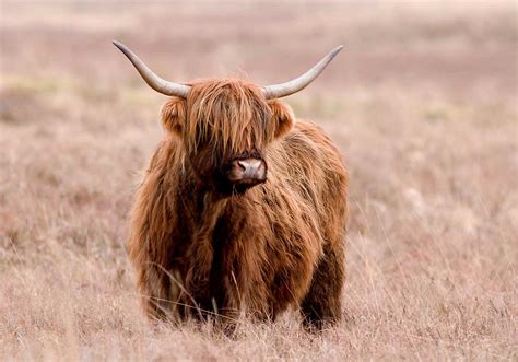 Highland Cattle The Life Of Animals