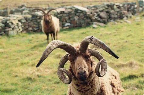 Jacob Sheep Jacob Sheep Sheep Breeds Sheep