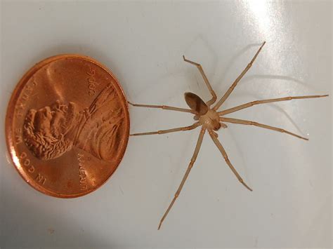 Off Ramp Audio 5 Things You Didnt Know About The Brown Recluse