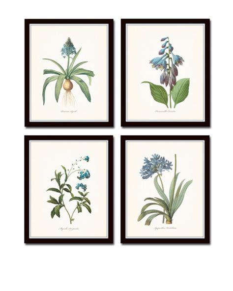 Blue Botanical Print Set No 7 Fine Art Giclee Prints Bellebotanica