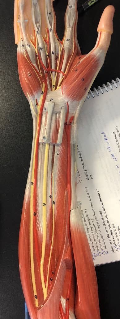 Deep Forearm Anterior Diagram Quizlet