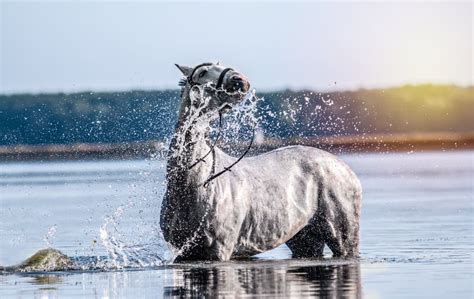 Beautiful White Horse In The Water Stock Image Image Of Power France