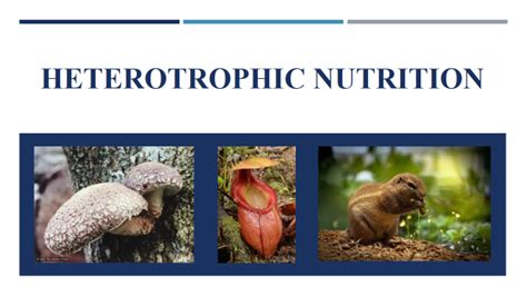 Heterotrophic Nutrition Definition Types And Examples Class 10