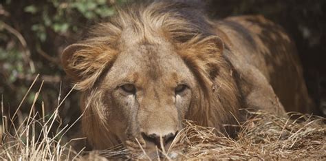 Le Lion Abyssinien Dethiopie Menacé Par La Destruction De Son Habitat