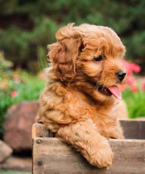 • puppies receive a physical exam by a licensed veterinarian; Goldendoodle & Labradoodle Puppy & Adult Pictures