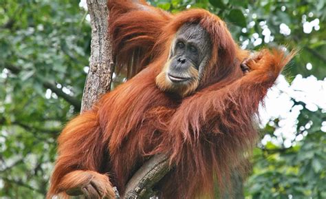 The Trek For Wild Orangutans In Bukit Lawang Indonesia Zafigo