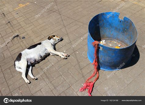 Poisoned Dog Near Garbage Can Stock Photo By ©vladvitek 162124168