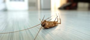 Boric acid is one of the best home remedies for roaches if you are keen on taking the diy approach. How To Get Rid Of A Roach Infestation | ABC Blog