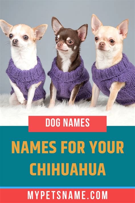 Chihuahua Names Chihuahua Names Dog Names Cute Pet Names