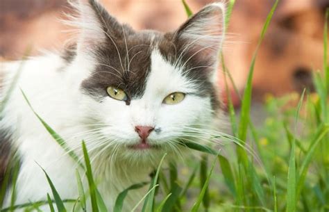 Can your cat eat seaweed? Why Do Cats Eat Grass? - A Blog For Cat Owners Lovers