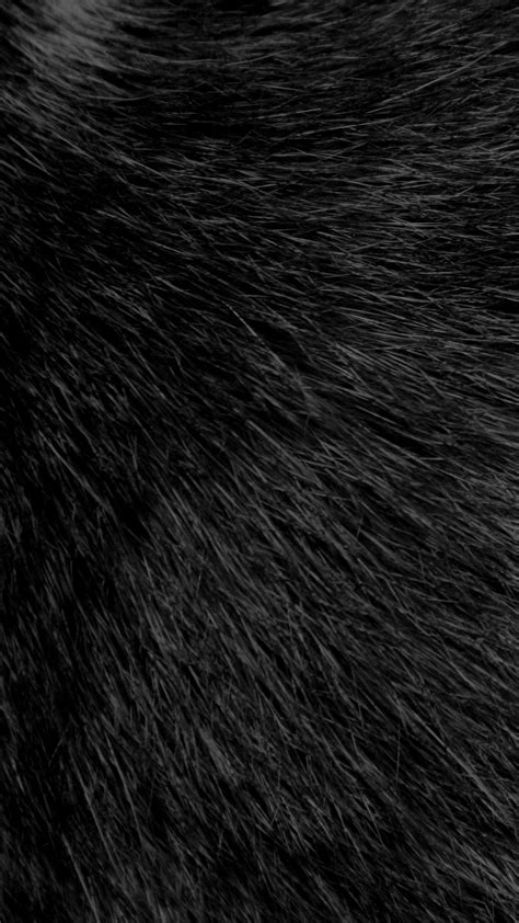Black Fur Wallpapers On Wallpaperdog