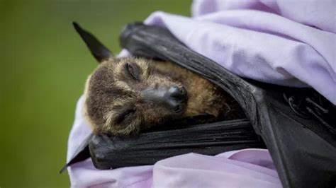 A Heat Wave In Australia Killed 23000 Spectacled Flying Foxes
