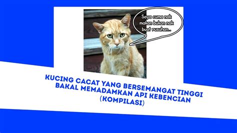 Penasaran jenis kucing apa saja? Kucing Cacat Paling Comel di Dunia Bakal Buat Penjahat ...