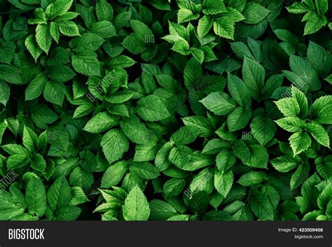 Green Leaves Pattern Image And Photo Free Trial Bigstock