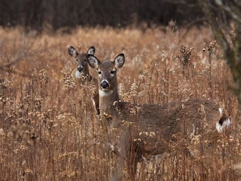 26 Stunning Images Of Woodland Animals In Their Natural Habitat
