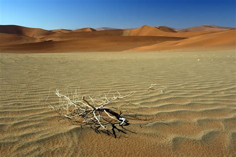 Photo Désert Du Namib Brindilles Sèches Sur étendue De Sable