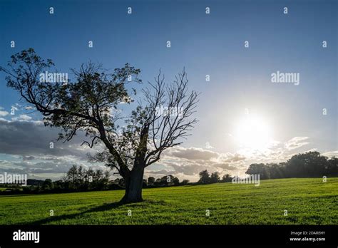 Huge Lonely Isolated Tree On An Agricultural Field Nature In Decline