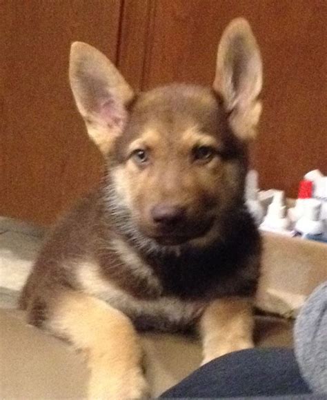 Liver And Tan Gsd Dream Dog Gsd Puppies