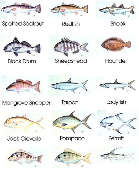 Virginia Saltwater Fish Identification Guide