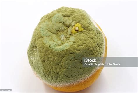Decaying Orange Attacked By A Fungus Stock Photo Download Image Now