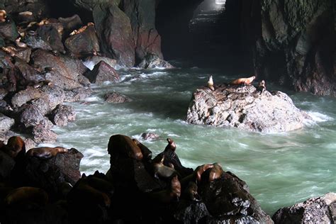 American Expeditioners Explore The Sea Lion Caves Florence Oregon