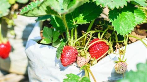 8 Best Fertilizers For Strawberries A Buyers Guide