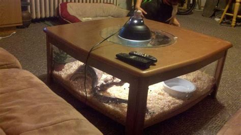 Homemade coffee table snake cage. Snake terrarium, reptile ... This is a closed terrarium thats perfect for moss and fittonias!