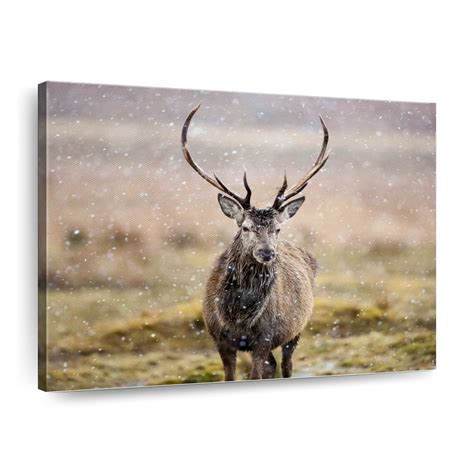 Red Stag Wall Art Photography