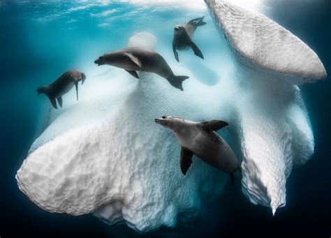 Eerie Seal Ballet Beneath Antarctic Iceberg Wins Underwater Photo