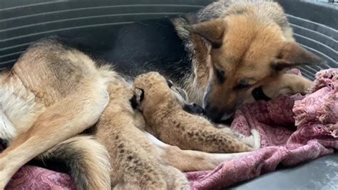 German Shepherd Becomes Foster Mother For Lion Cubs Video Ruptly