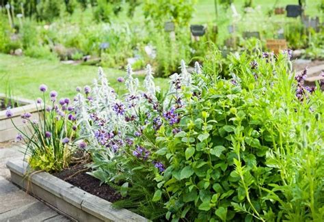 20 Perennial Herbs To Plant Once And Harvest For Years