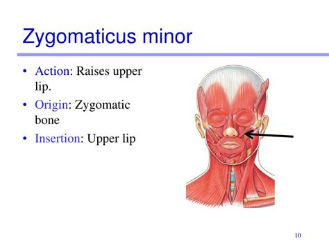Zygomaticus Minor Muscle Detail Origin Insertion And