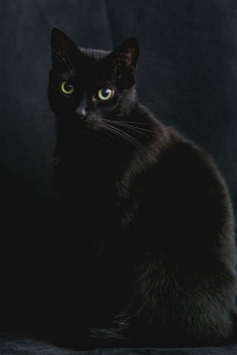 Superstitions About Black Cats In Different Cultures Black Cat