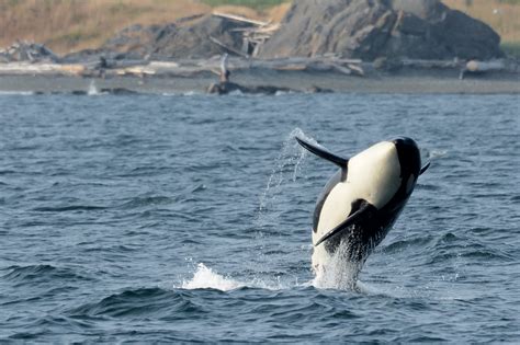 Canadas Recovery Measures For Endangered Killer Whales A Positive Step
