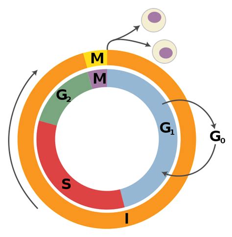 Cellular Division Mitosis And Meiosis Video And Fact Sheet