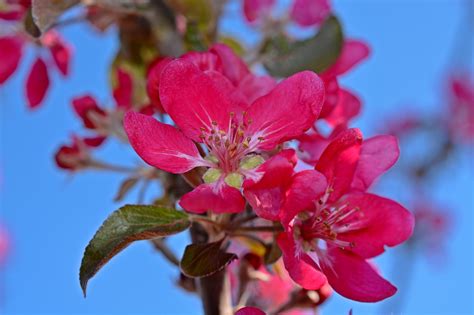 Apple Blossom Fruit Tree Free Photo On Pixabay Pixabay