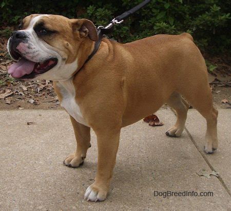 Olde english bulldogges will adapt to almost any lifestyle. Bully Breeds - K-9 SpecialistK-9 Specialist