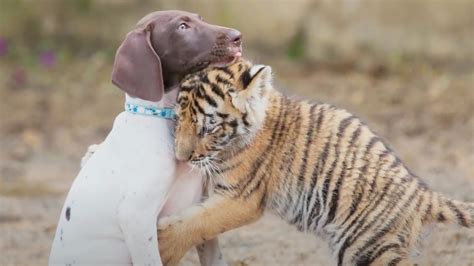 Baby Tiger Strikes Up Unlikely Animal Friendship With Puppy Petsradar